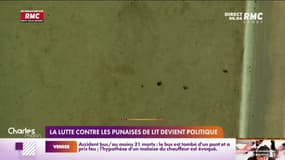 La lutte contre les punaises de lit devient politique