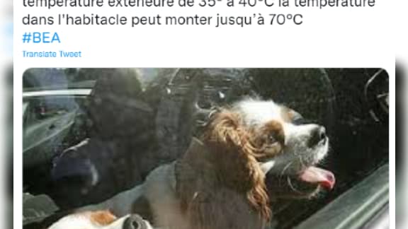 Les chiens ont été libérés par deux policiers municipaux.