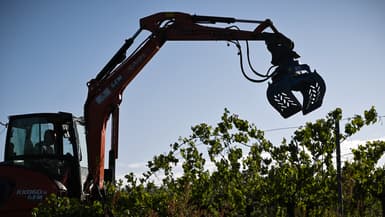 L'arrachage de vignes à Saint-Martin-de-Sescas (Gironde), près de Bordeaux, le 18 avril 2024 (photo d'illustration).