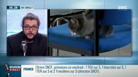 Pourquoi trouve-t-on les chats si mignons? La réponse est scientifique... 