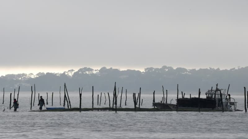 Huîtres du Bassin d'Arcachon interdites à la vente: les ostréiculteurs ont le coeur lourd et sont en colère