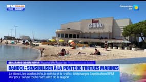 Bandol: une opération de sensibilisation à la ponte des tortues marines