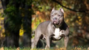 Un american bully. 