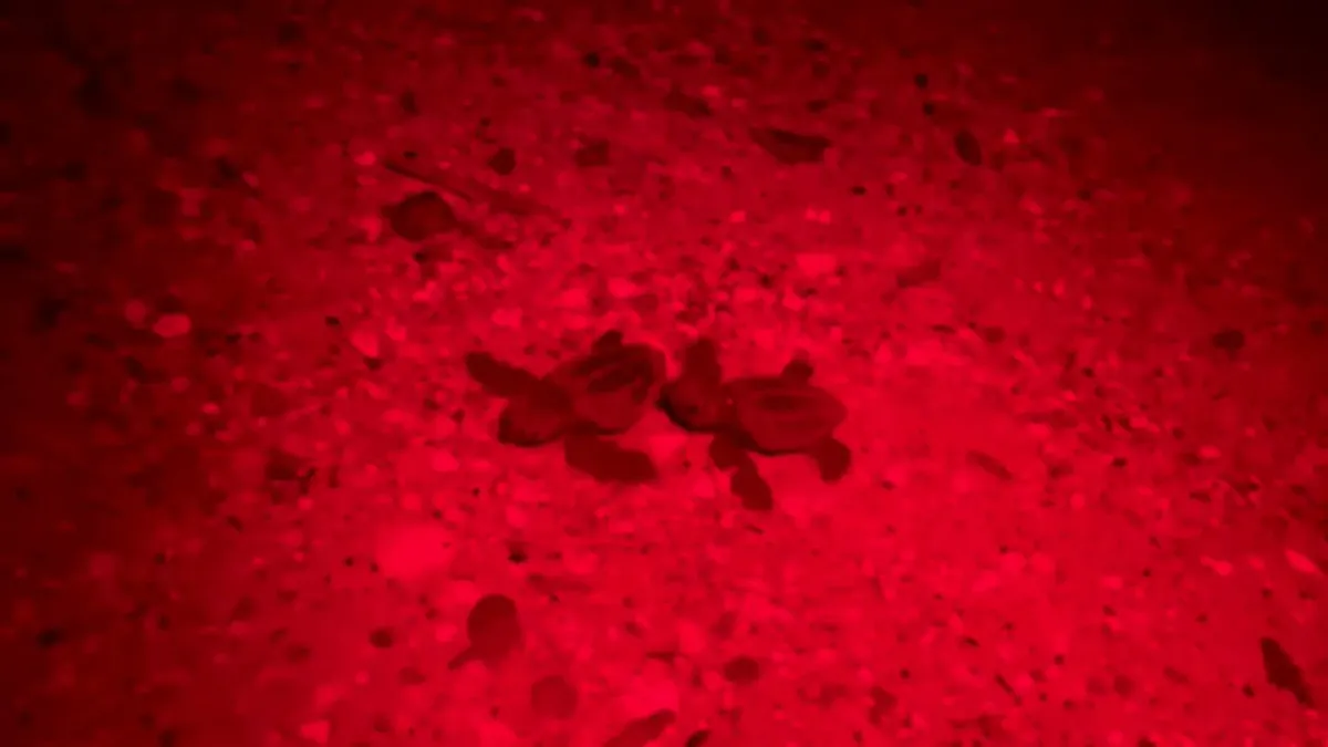 placeholder video