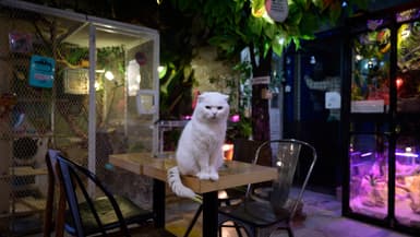 Un chat dans un bar de Séoul en avril 2020