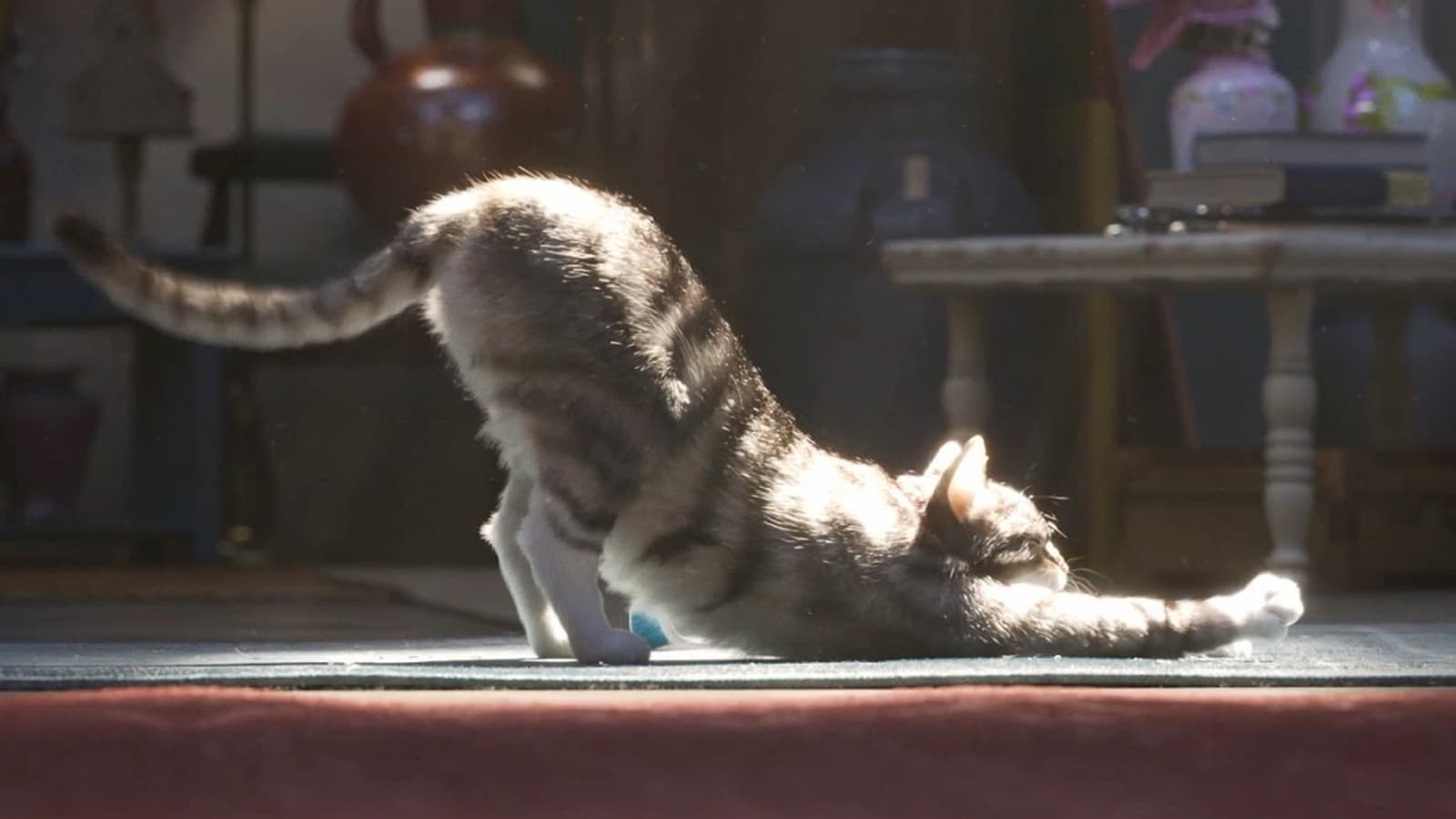 Le Chat