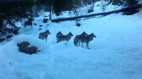 Alpes-Maritimes: des loups dévorent une biche en plein cœur du village