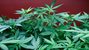 Des plants de cannabis dans un centre médical en Californie, où l'usage thérapeutique pour soulager les douleurs est toléré.