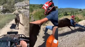 Captures d'écran de la vidéo publiée sur les réseaux sociaux où on voit un jeune gardois sauter d'un quad pour mettre fin à la course folle d'un taureau