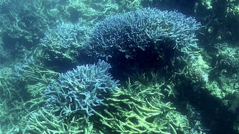 En Australie, la Grande Barrière de corail victime d'un 