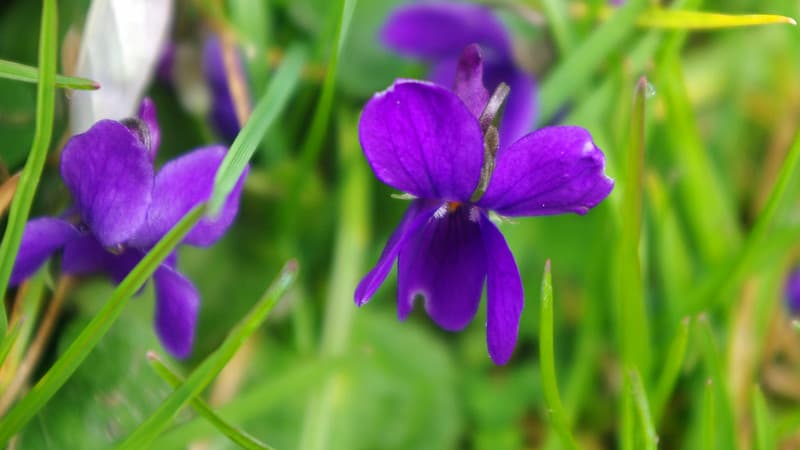 Des violettes photographiées le 14 mars 2015 dans le Loir-et-Cher. 