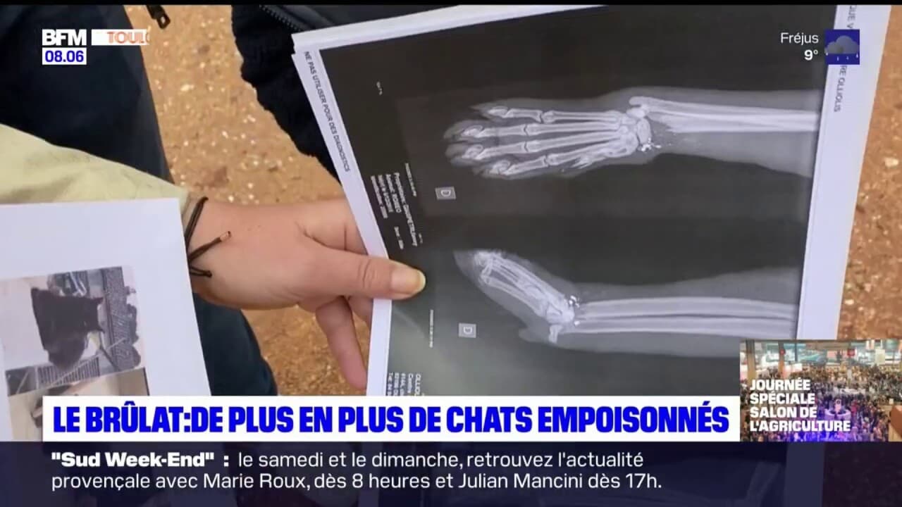 Le Brûlat: plus d'une dizaine de chats blessés ou empoisonnés, plusieurs plaintes déposées