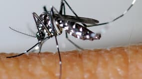 Le moustique tigre peut transmettre la dengue.