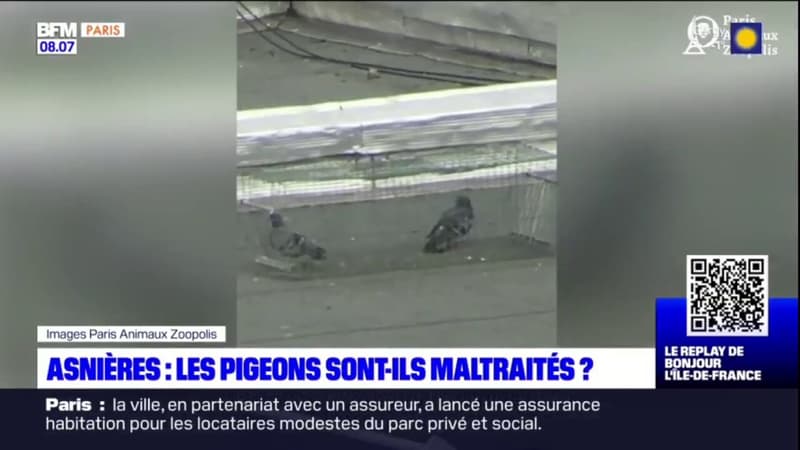 La mairie Asnières-sur-Seine accusée de maltraitance sur des pigeons par une association