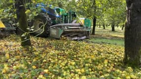 À l'exploitation du Pressoir d'Or, à Frenelles en Vexin (Eure), à cause de la pluie, les rangées entre les pommiers se sont transformées en boue. 