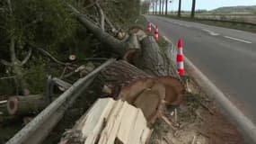 Un arbre dégagé sur le bord de route, après qu'un accident a causé la mort d'un chauffeur poids lourds en lien avec la tempête Ciaran, dans l'Aisne, le 2 novembre 2023