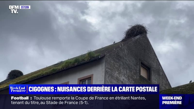 Alsace: les nids de cigognes posent des questions de sécurité pour les habitants