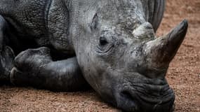 Dans leur milieu naturel, les rhinocéros n'ont que peu de prédateurs, en raison de leur taille et de leur peau épaisse.
