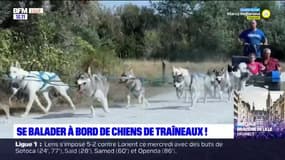 Nord: des balades en chiens de traîneaux à Grand-Fort-Philippe
