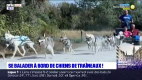 Nord: des balades en chiens de traîneaux à Grand-Fort-Philippe