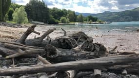 Des rondins de bois dans le lac de Serre-Ponçon.