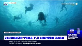 Villefranche: "Parbatt", le dauphin de deux mètres de long à la Rade