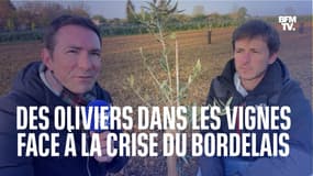 Dans le Bordelais, des viticulteurs se tournent vers la production d'huile d'olive