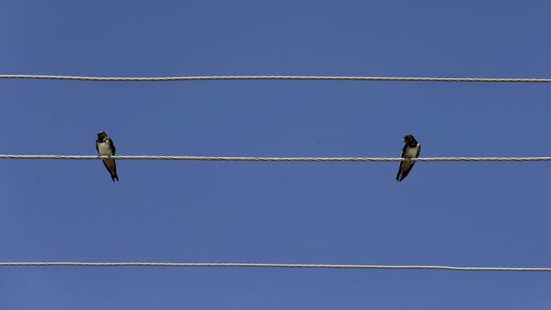 Deux hirondelles (photo d'illustration)