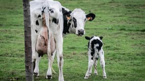 "Chaque jour, 700.000 litres de lait sain sont jetés par les éleveurs" dénonce le Cniel.