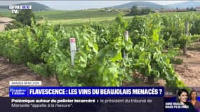 Les vignobles du Beaujolais menacés par une maladie, la flavescence dorée 