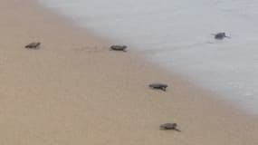 Plusieurs bébés tortues ont rejoint la mer à Fréjus le 20 septembre 2023. 