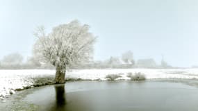 Un arbre photographié à à Godewaersvelde (Nord), le 31 janvier 2019.