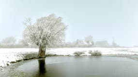 Un arbre photographié à à Godewaersvelde (Nord), le 31 janvier 2019.