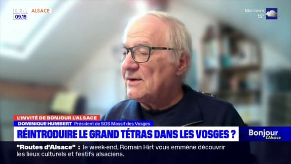 Massif des Vosges: la réintroduction du grand tétras est "absurde" selon Dominique Imbert