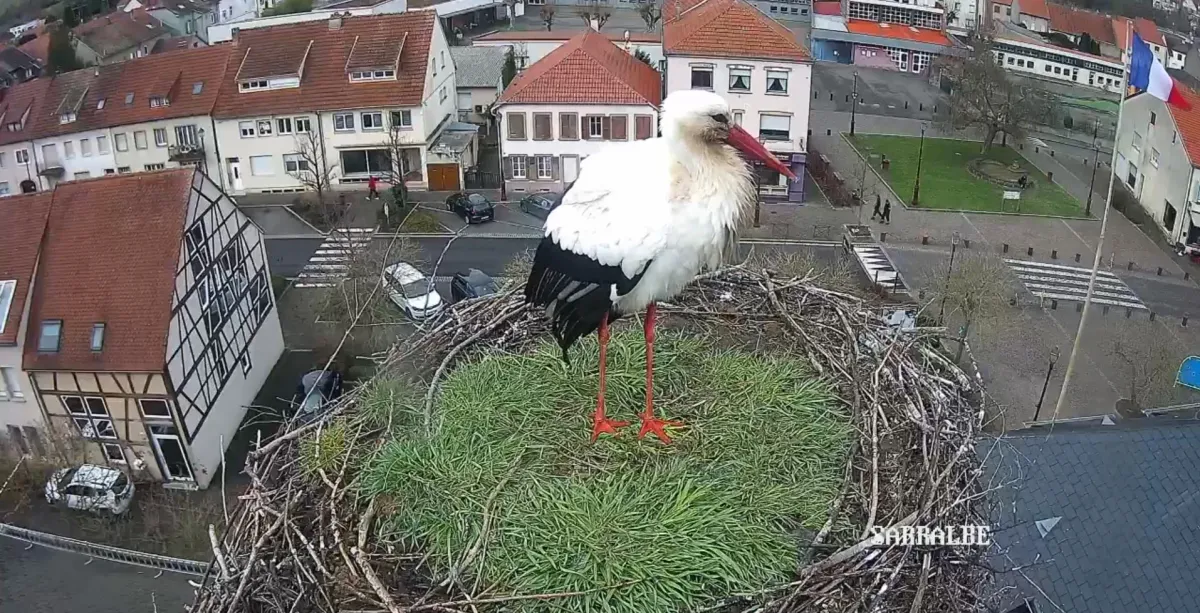 placeholder video
