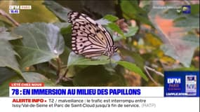 L'été chez nous: en immersion dans les Yvelines au milieu des papillons