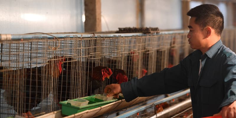 Un éleveur de poules dans sa ferme de la province de Hung Yen, au Vietnam, le 10 janvier 2023.