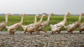 Dans le Sud-Ouest de la France, la graisse de canard sert aussi de biocarburant pour les véhicules d'une coopérative agricole. /Photo d'archives/REUTERS/Kham