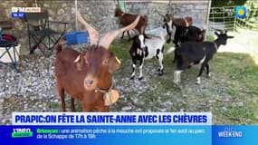 Prapic: immersion avec les chèvres pour la fête de la Sainte-Anne