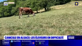 La canicule en Alsace met les éleveurs en difficulté