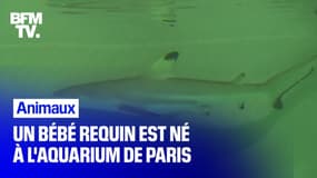 Un bébé requin est né à l'Aquarium de Paris, un évènement rare 