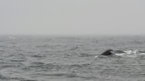 La queue d'une baleine apparaît au large de Husavik, dans le nord de l'Islande, le 28 juin 2011.