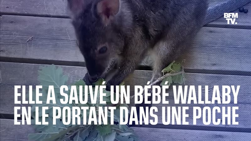 Une comptable du zoo d'Upie a sauvé un bébé wallaby en le portant dans sa poche