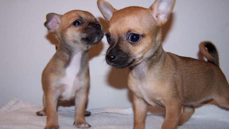 Chihuahuas. (Illustration)