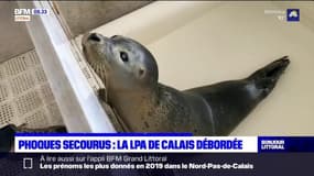Calais: la LPA débordé par l'afflux de bébés phoques