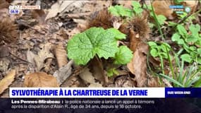 Passions Provence du samedi 28 octobre 2023 - Sylvothérapie à la chartreuse de la Verne