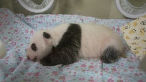 Photo fournie le 12 juillet 2017 par le zoo de Tokyo du bébé panda né il y a un mois