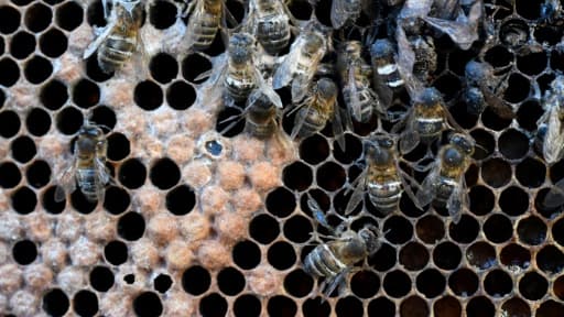 abeilles mortes, le 4 mai 2018