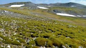 Des chercheurs ont montré que le verdissement de l'Antarctique s'accélère ces dernières années.
