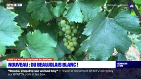 Sur la route des vins du Rhône : découverte du beaujolais blanc